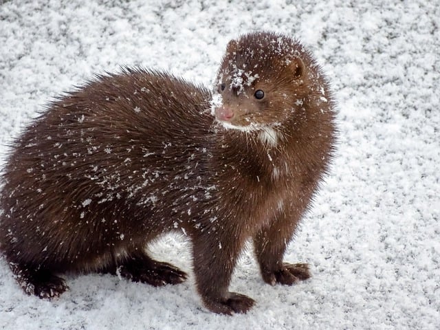 The plural of mink is mink or minks